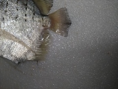 Drepane punctata