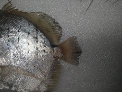 Drepane punctata