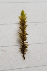 Rhynchostegium riparioides