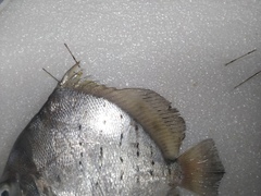 Drepane punctata