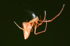 Neospintharus trigonum