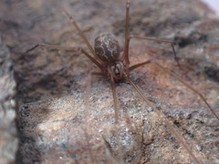 Psilochorus hesperus