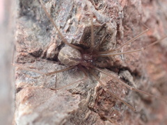 Psilochorus hesperus