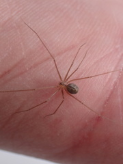 Psilochorus hesperus