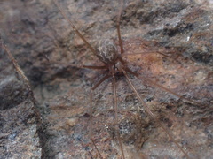 Psilochorus hesperus