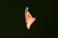 Neospintharus trigonum