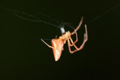 Neospintharus trigonum