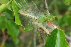 Yponomeuta mahalebella