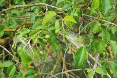 Yponomeuta mahalebella