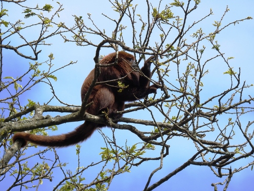 Alouatta guariba