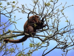 Alouatta guariba