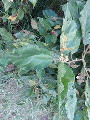 Solanum asperolanatum
