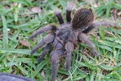 Dugesiella anitahoffmannae