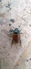Anisoplia austriaca