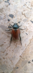 Anisoplia austriaca