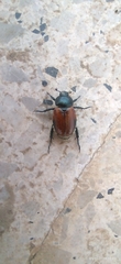 Anisoplia austriaca