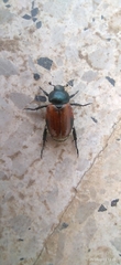 Anisoplia austriaca