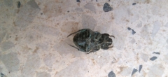 Anisoplia austriaca