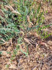 Astragalus longipetalus