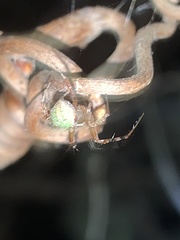 Araneus detrimentosus