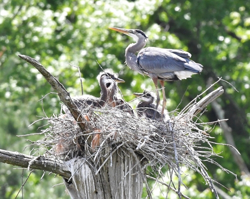 Great Blue Heron photographed in Connecticut