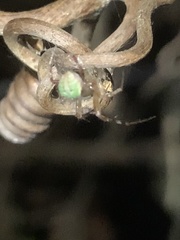 Araneus detrimentosus