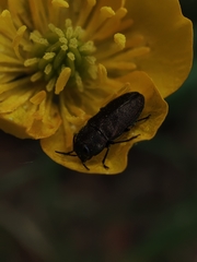 Anthaxia quadripunctata