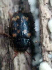 Mycetophagus atomarius