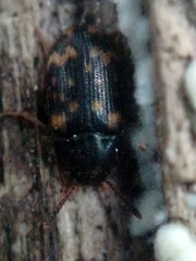 Mycetophagus atomarius