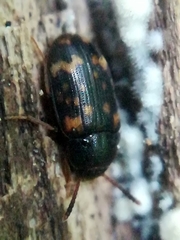 Mycetophagus atomarius
