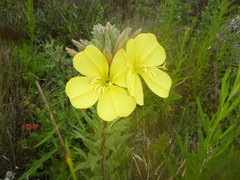 Oenothera elata hookeri