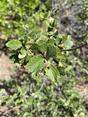 Cercocarpus montanus