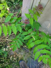 Ailanthus altissima