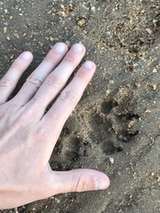 Civettictis civetta australis