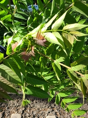 Ailanthus altissima
