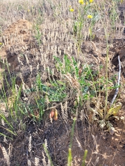 Astragalus longipetalus