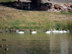 Cygnus melancoryphus