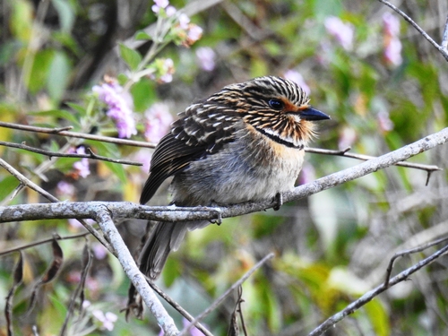 Malacoptila striata