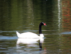 Cygnus melancoryphus