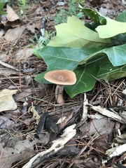 Lactarius imperceptus