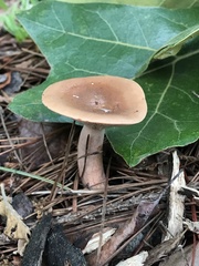 Lactarius imperceptus
