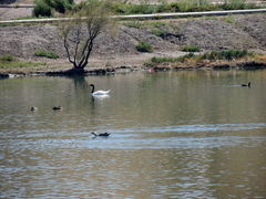 Cygnus melancoryphus