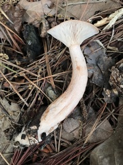 Lactarius imperceptus