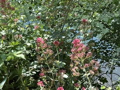 Centranthus ruber
