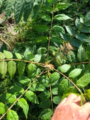 Ailanthus altissima