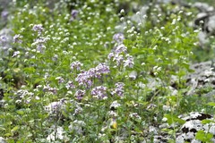 Hesperis pycnotricha