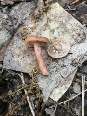 Lactarius fragilis
