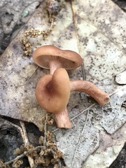 Lactarius fragilis