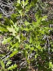 Quercus gambelii