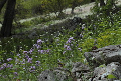 Hesperis pycnotricha